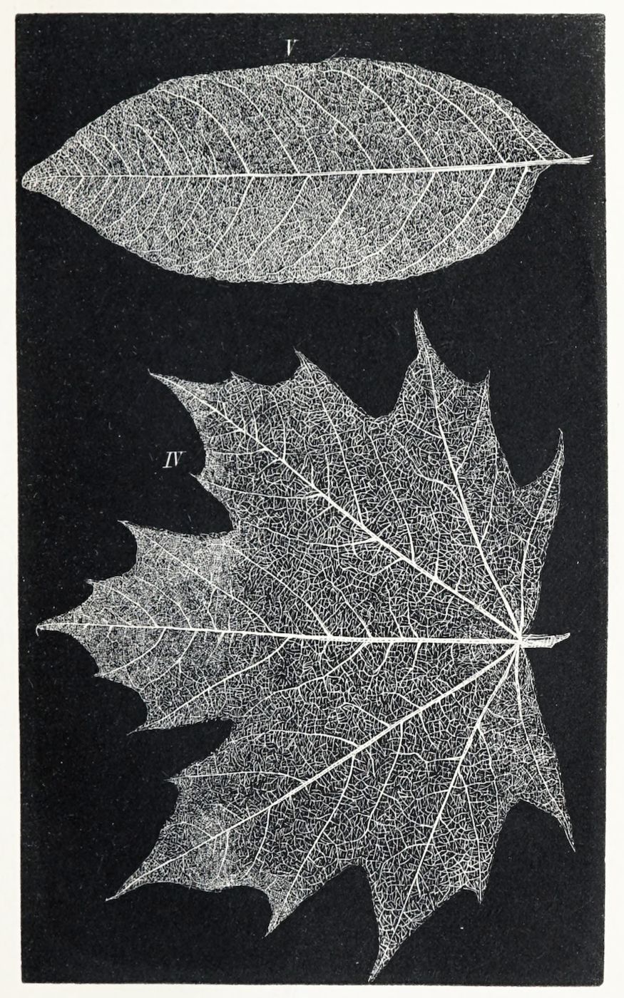 Black and white botanical illustration of two leaves with visible veins.