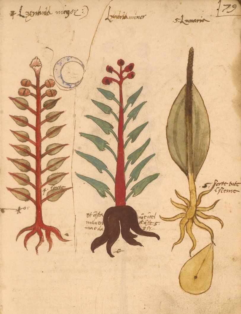 Vintage botanical illustration of three different plants with handwritten labels and numbering.