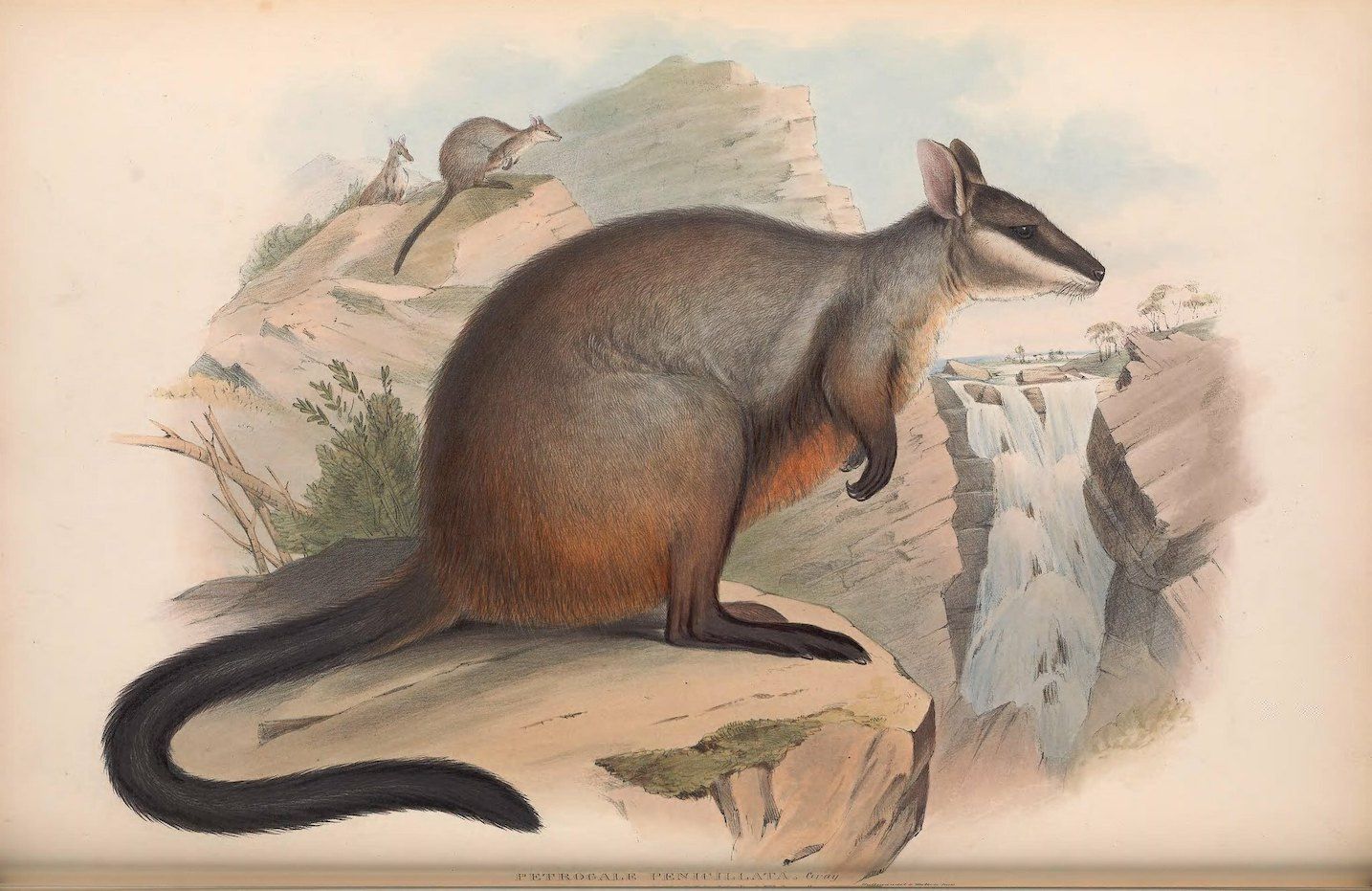 Vintage illustration of a wallaby standing on a rocky outcrop with a waterfall in the background.