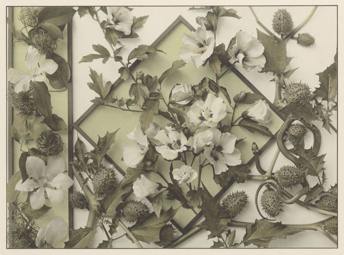 Sepia-toned photograph of a floral arrangement with white flowers and thistles against a geometric background.