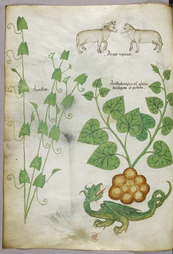 A page from a medieval illuminated manuscript featuring a detailed botanical illustration of a plant with a large, orange-red fruit guarded by a green dragon, alongside depictions of two sheep and handwritten Latin text.