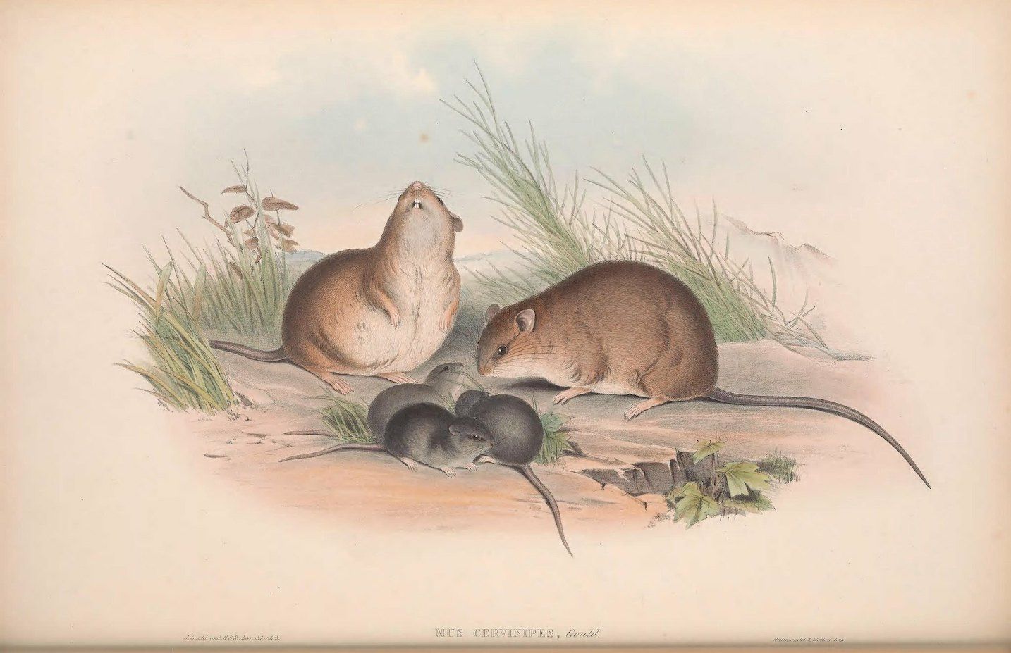 Vintage illustration of three water voles in a grassy field.