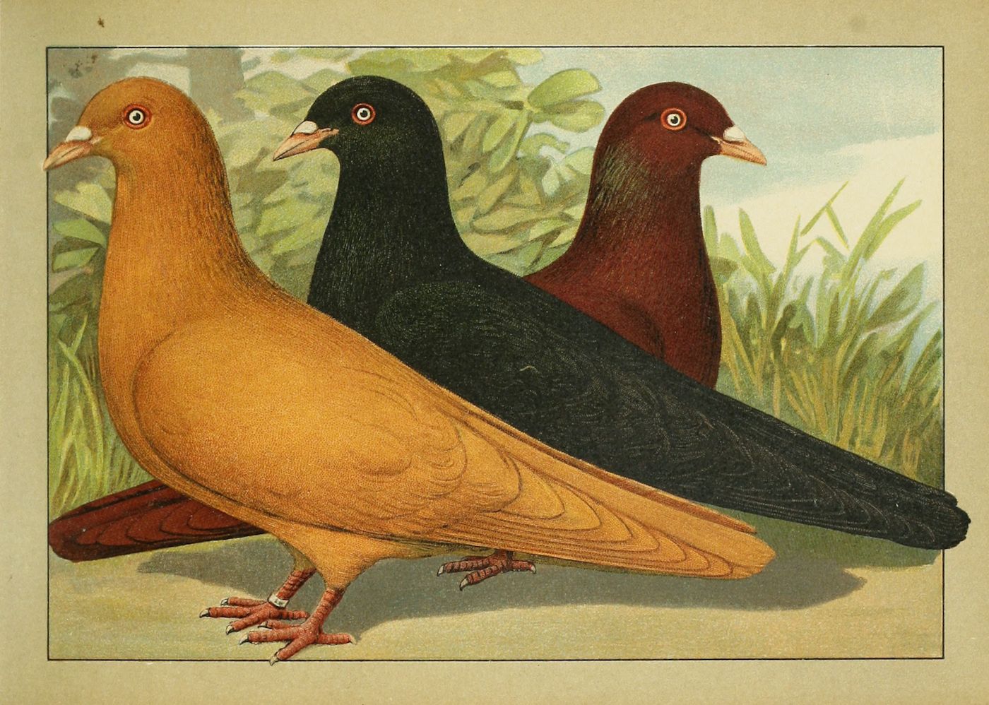 Vintage illustration of three pigeons in different colors standing in a grassy area.