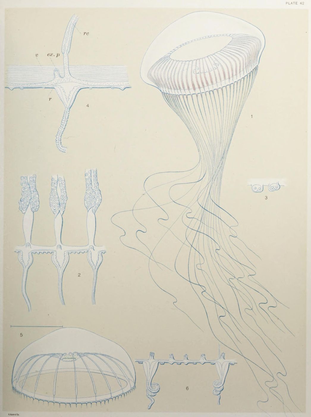 Vintage scientific illustration of a jellyfish with detailed line drawings of its anatomy and tentacles.