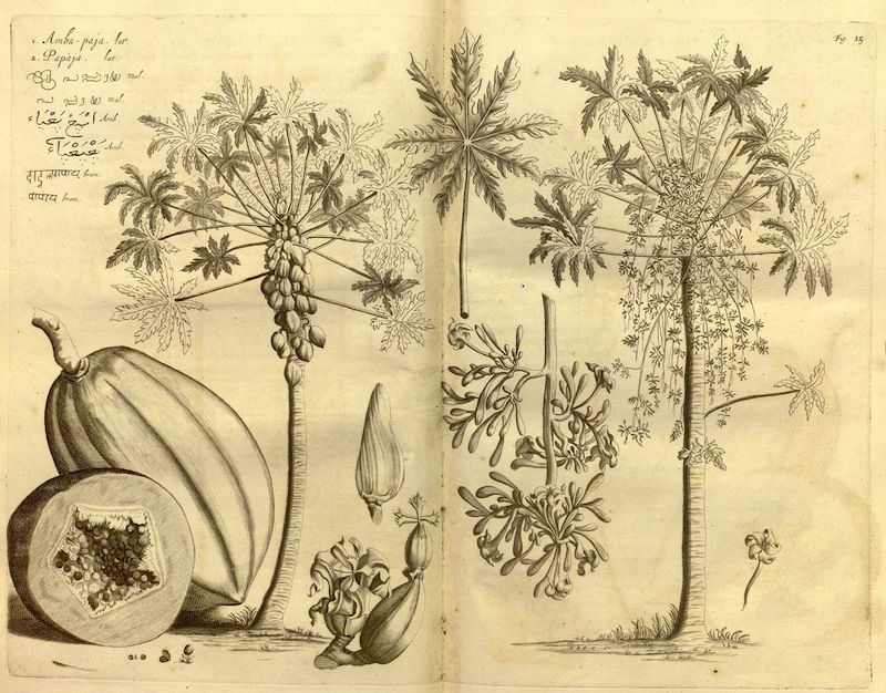 Vintage botanical illustration of a papaya plant and its fruit in sepia tone.