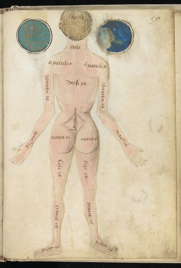 Vintage anatomical illustration of a human body with labels in Latin.