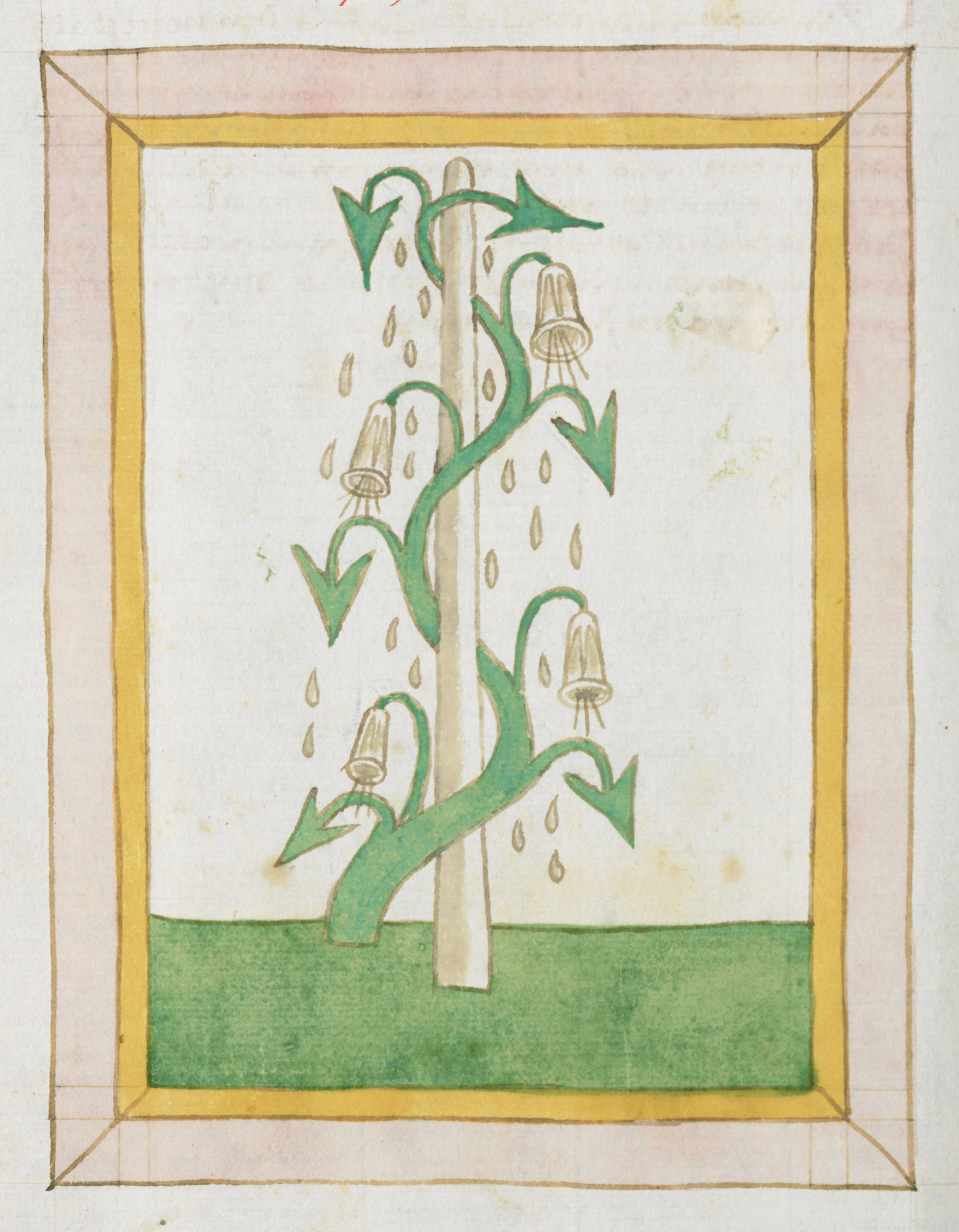 Medieval illustration of a plant with spiraling leaves and bell-shaped flowers, surrounded by a green and brown border.