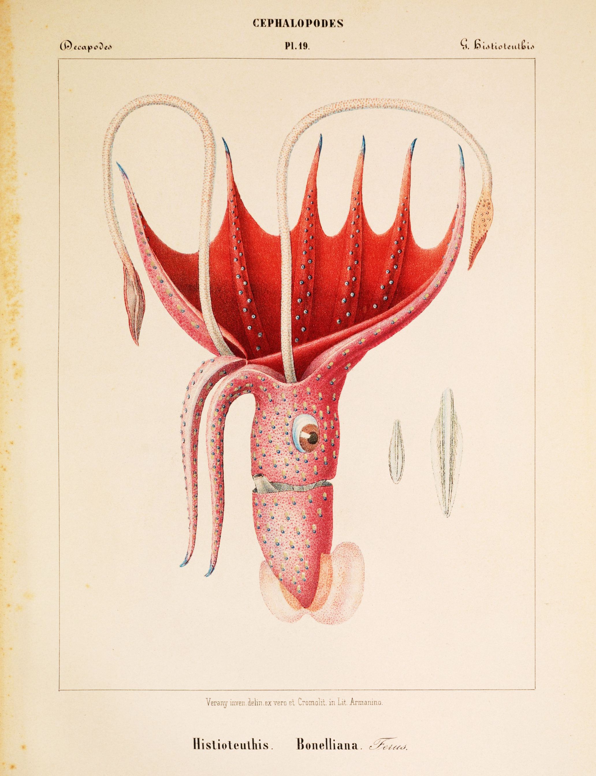 Vintage scientific illustration of a Histioteuthis Bonelliana cephalopod with reddish-pink body and blue spots.