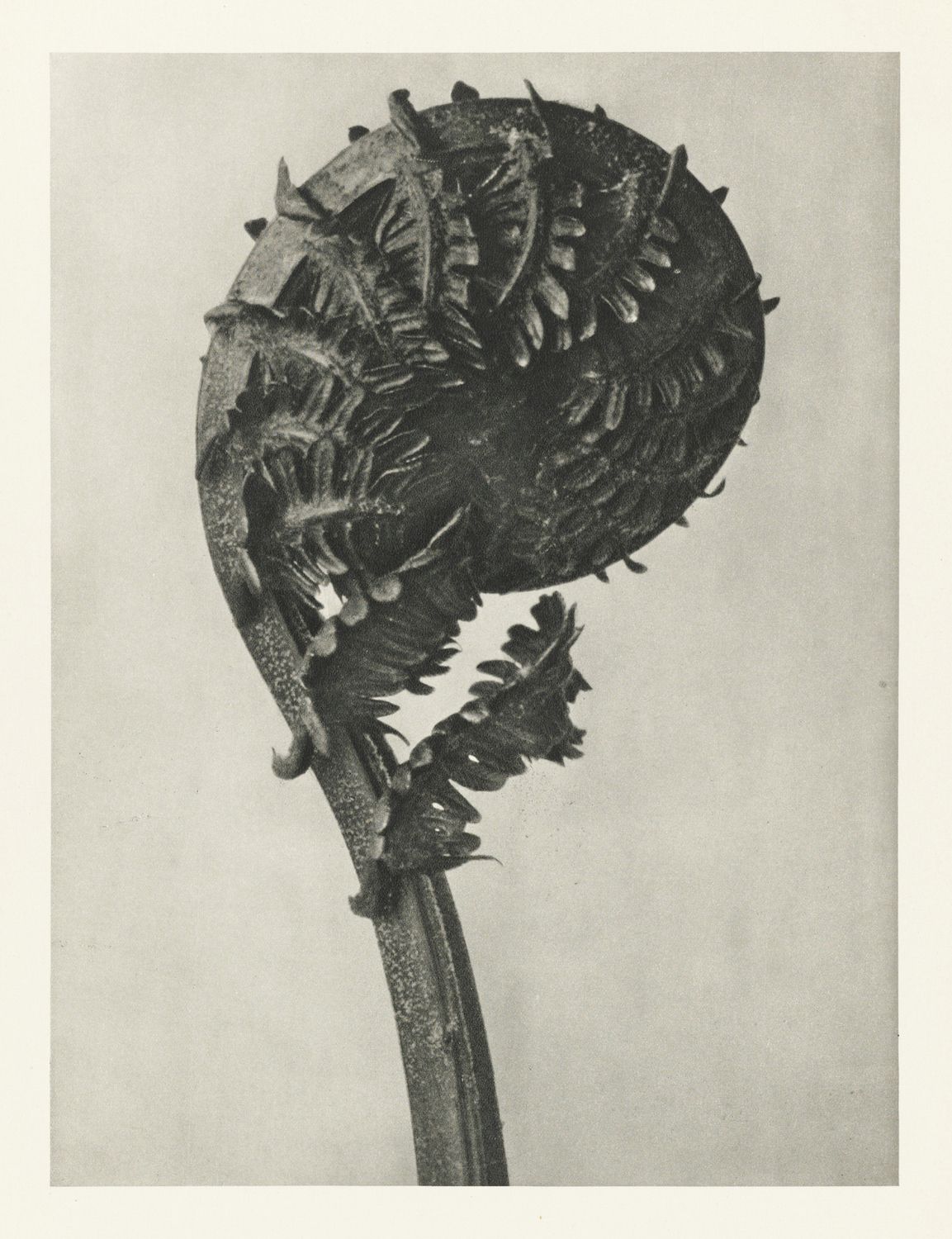 A close-up, black and white photograph of a tightly coiled fern frond.
