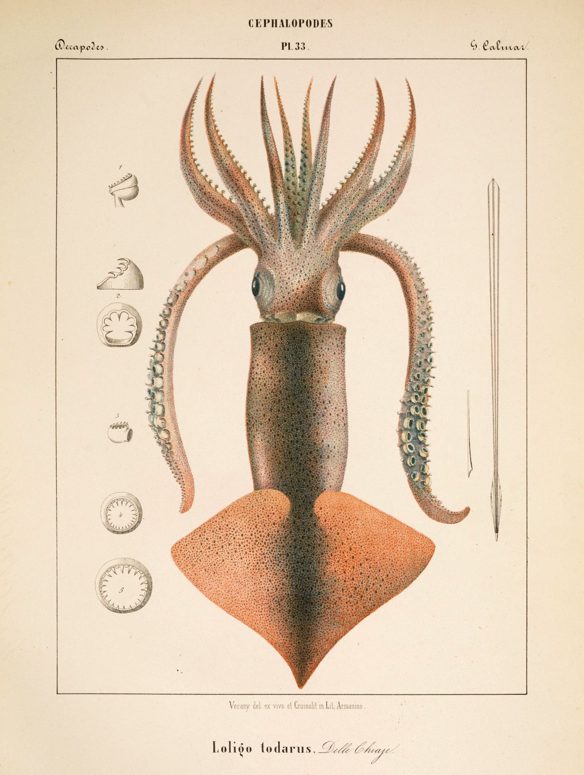 Vintage scientific illustration of a squid with anatomical diagrams.