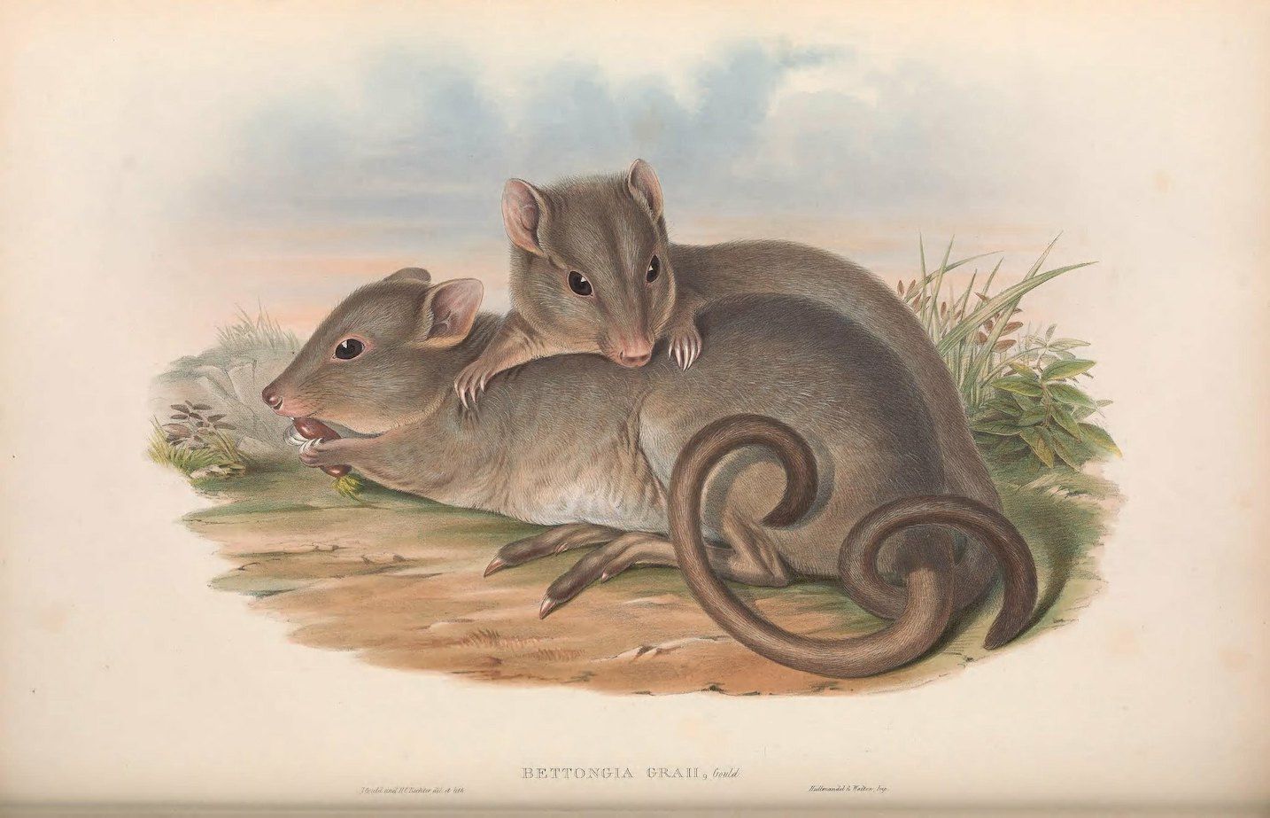 Vintage illustration of two Bettongia graii, also known as the barred bandicoot or southern bandicoot, lying on a patch of earth with sparse grass and small plants around them.