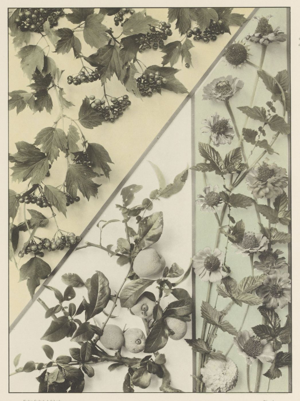 A vintage black and white photograph of a botanical study, divided diagonally between a vine with dark berries and a plant with delicate white flowers.