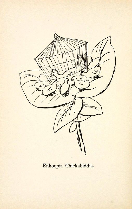 A vintage botanical illustration of a plant with a cage containing birds within its petals, labeled 'Enkoopia Chickabiddia'.