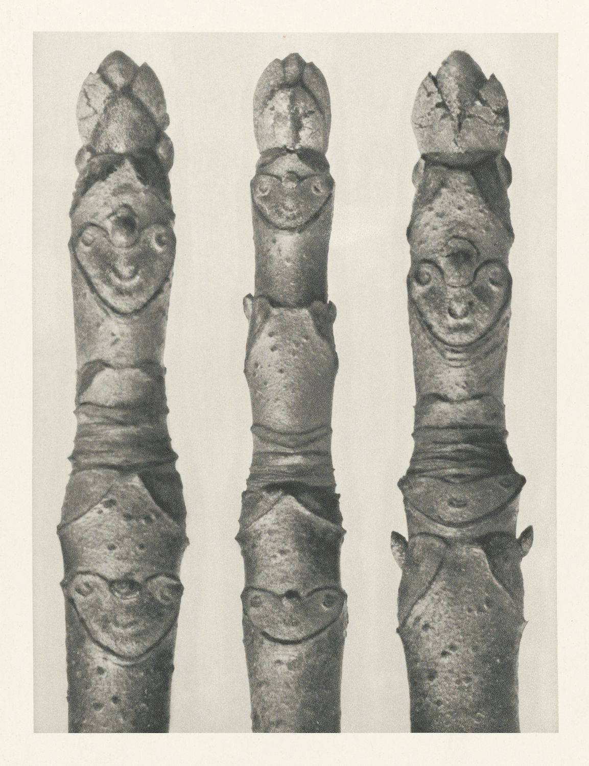 Three plant stems with faces carved into the wood, vintage black and white photograph.
