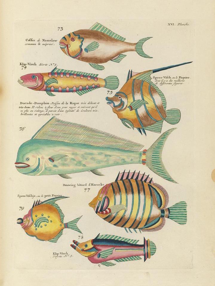 A vintage illustration of various fish species, arranged in a grid-like pattern on a cream-colored background.