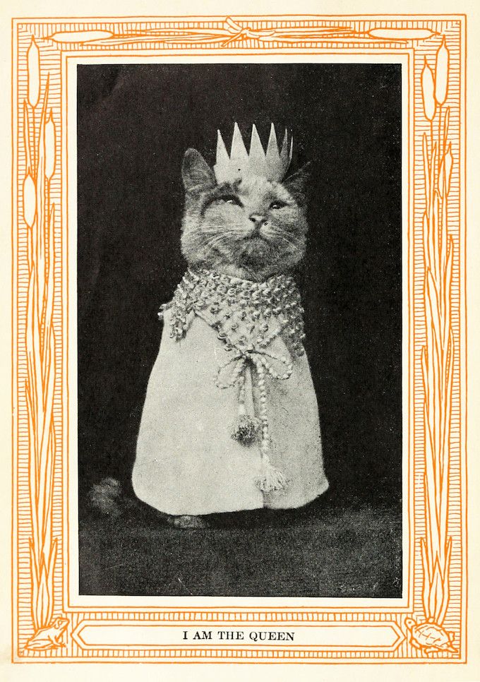 A vintage black and white photograph of a cat dressed as a queen, framed by an ornate orange border with the text 'I AM THE QUEEN'.