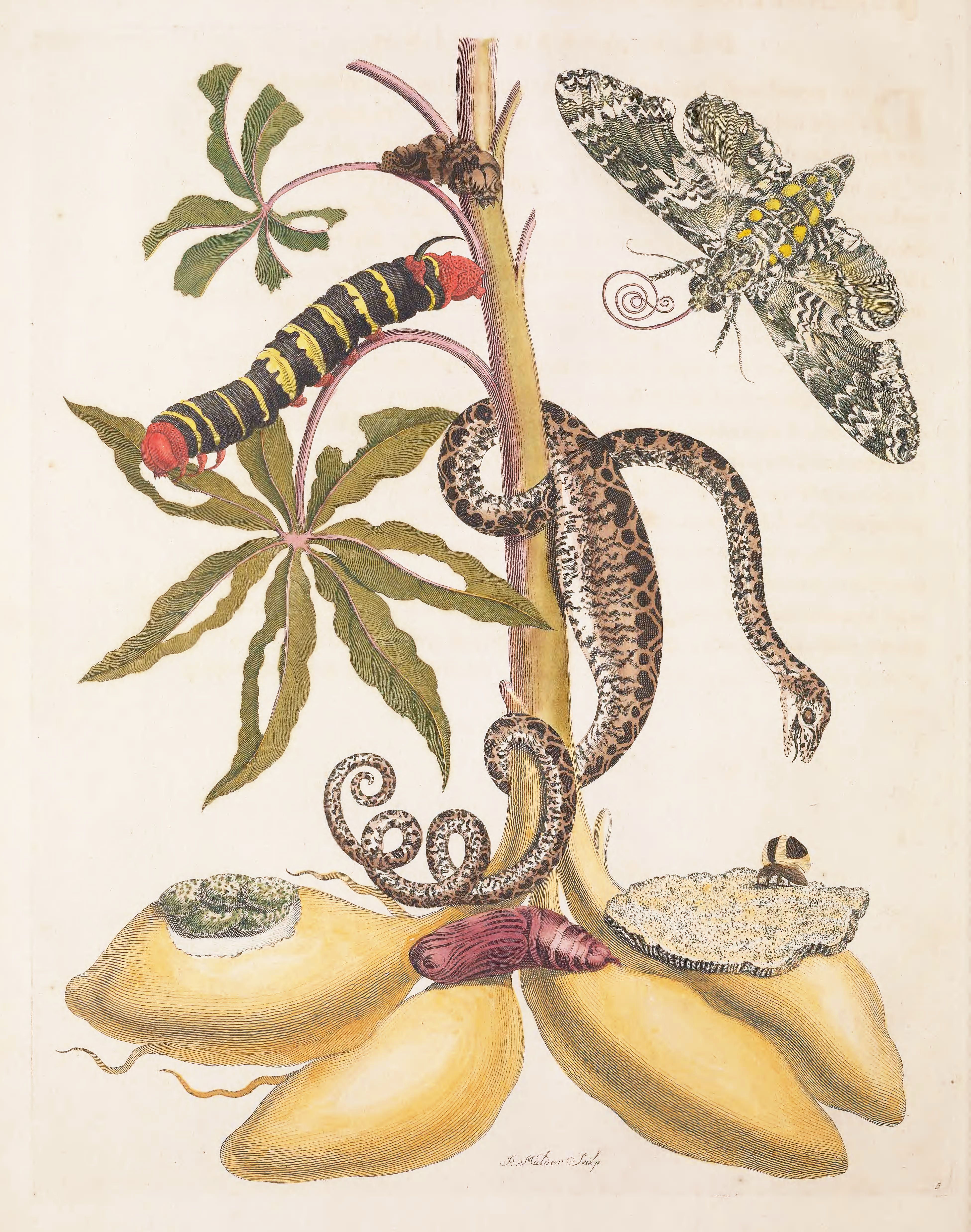 Antique botanical illustration of a plant with a snake, caterpillar, moth, snail, and beetle.