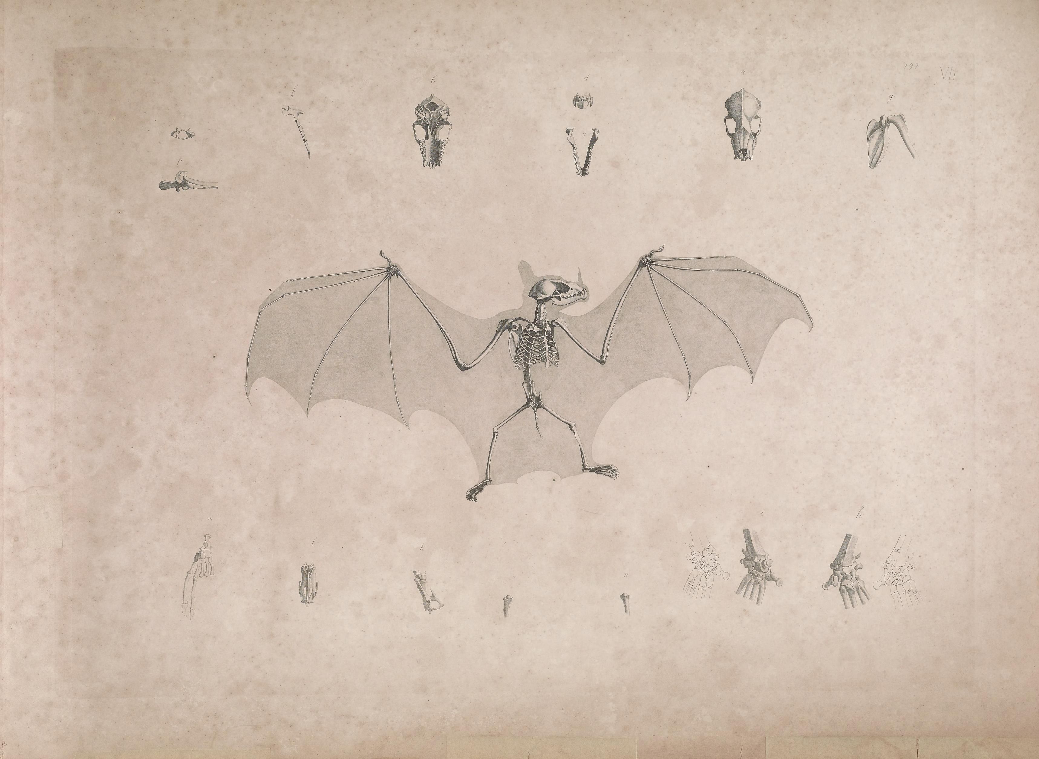 Vintage anatomical drawing of a bat skeleton with detailed illustrations of its anatomy.