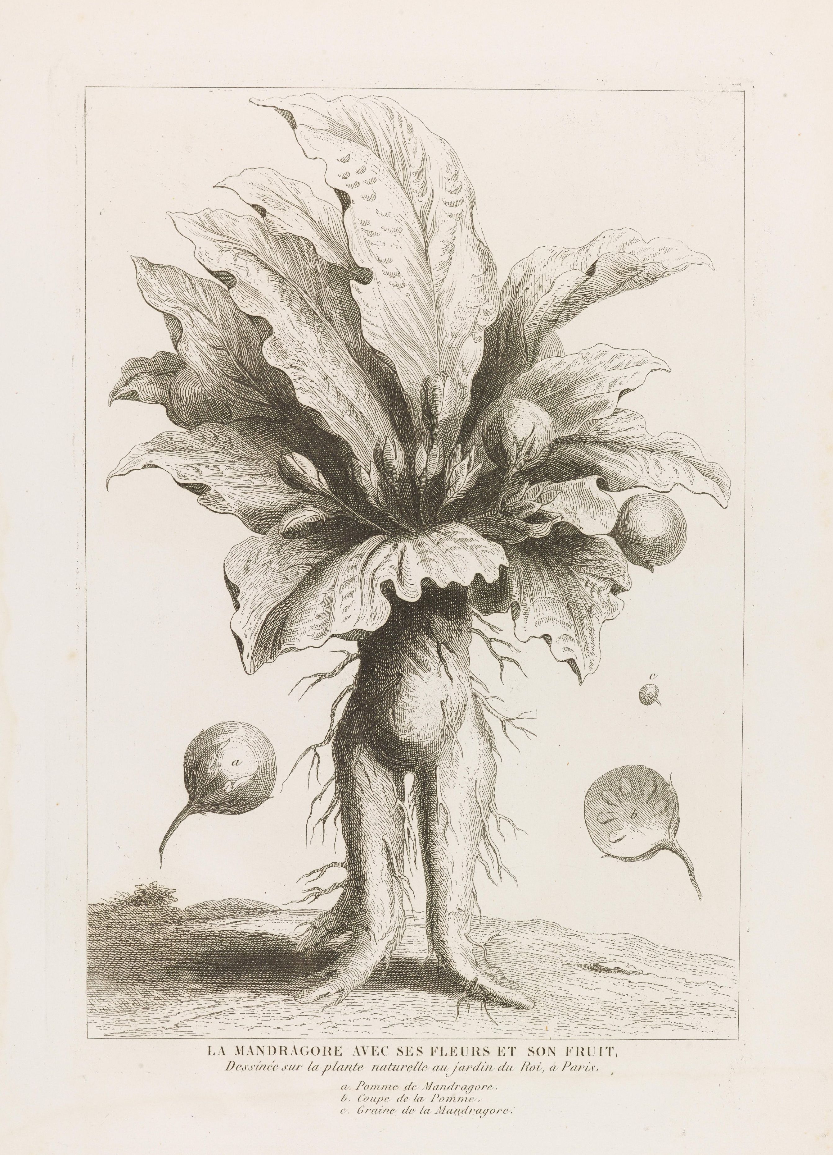 Vintage botanical illustration of a mandrake plant with its roots, leaves, flowers, and fruit.