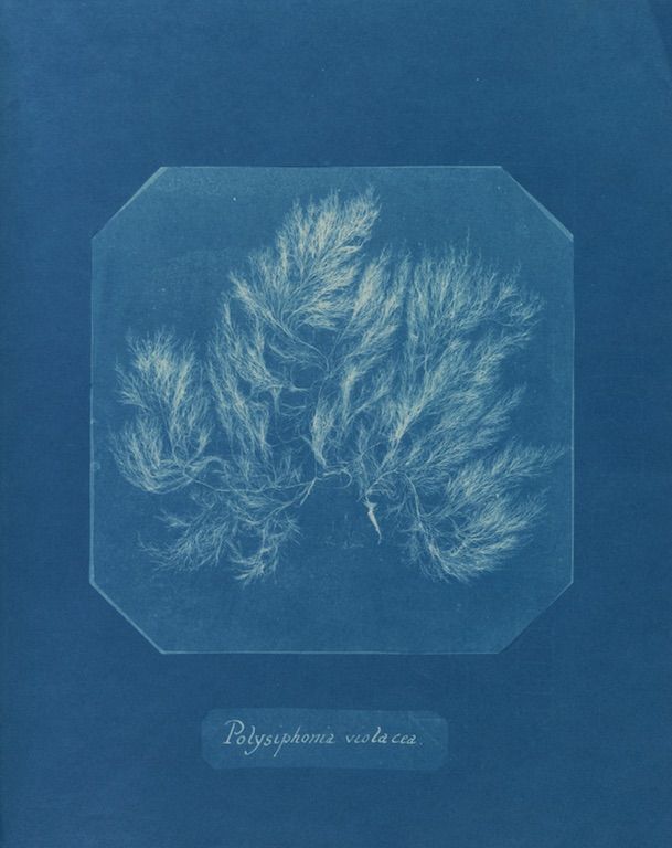 Cyanotype of Polysiphonia violacea algae specimen.