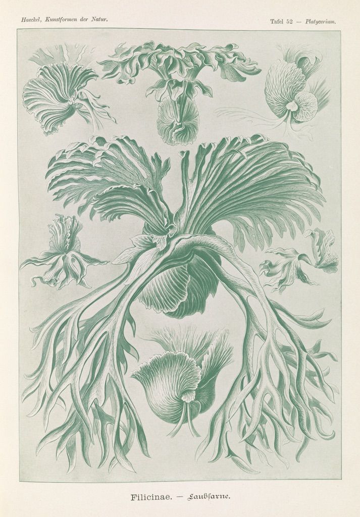 Vintage botanical illustration of ferns, Filicinae family, in muted green tones.