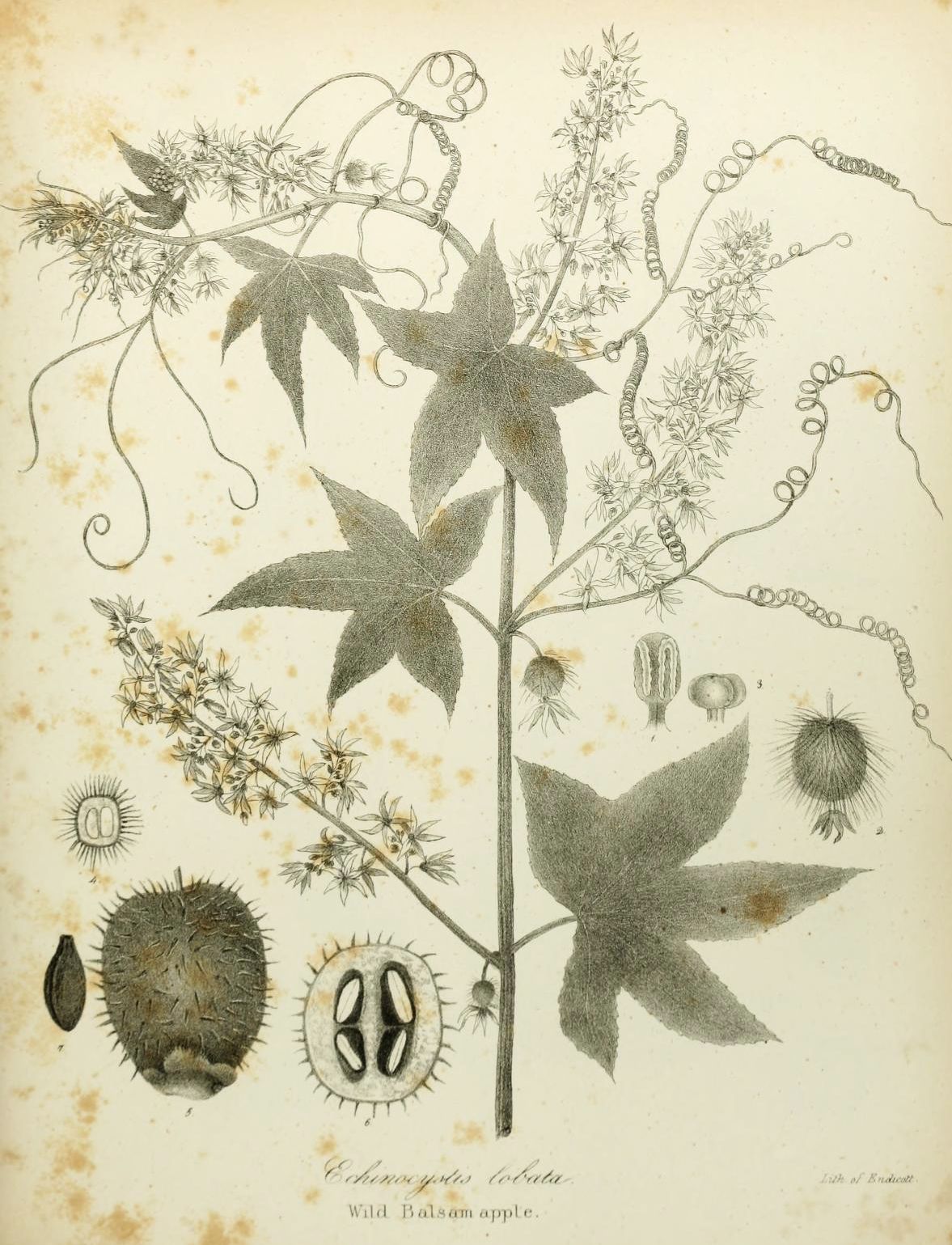 Vintage botanical illustration of Echinocystis lobata, Wild Balsam Apple, with detailed depictions of leaves, stem, fruit, and seeds.