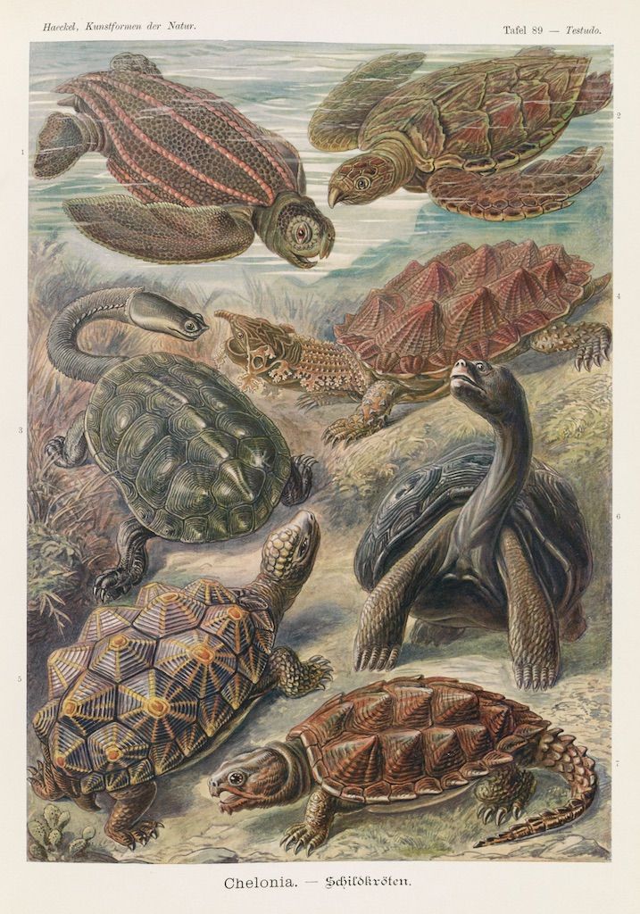 Vintage illustration of various species of turtles and tortoises in a grid-like pattern, rendered in watercolor and ink with delicate shading and intricate detailing.