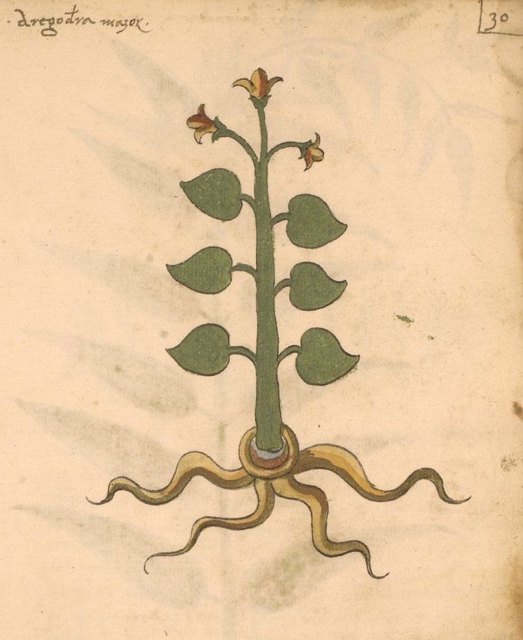 Vintage botanical illustration of a plant with green leaves, reddish-pink flowers, and a bulbous root structure.