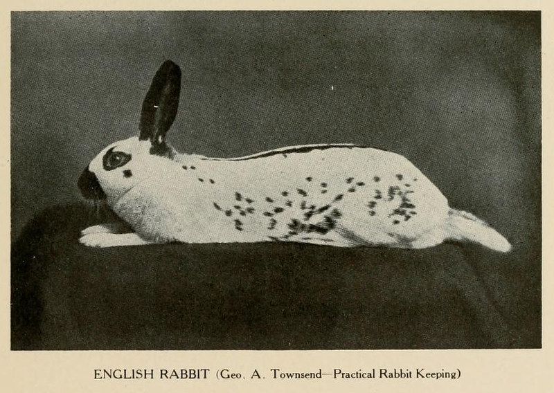 A black and white photograph of an English rabbit with a white coat and black spots, lying down and facing left.