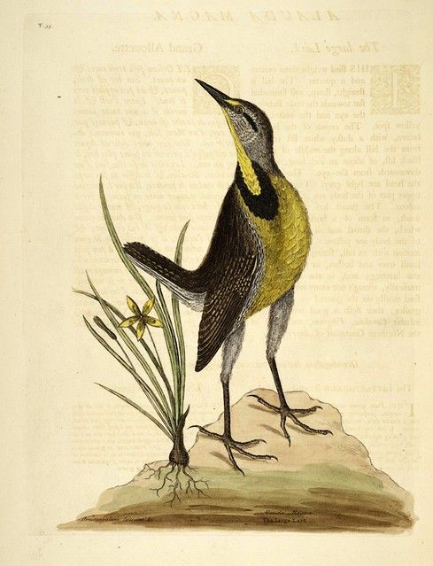 Vintage illustration of a bird standing next to a plant with yellow flowers.