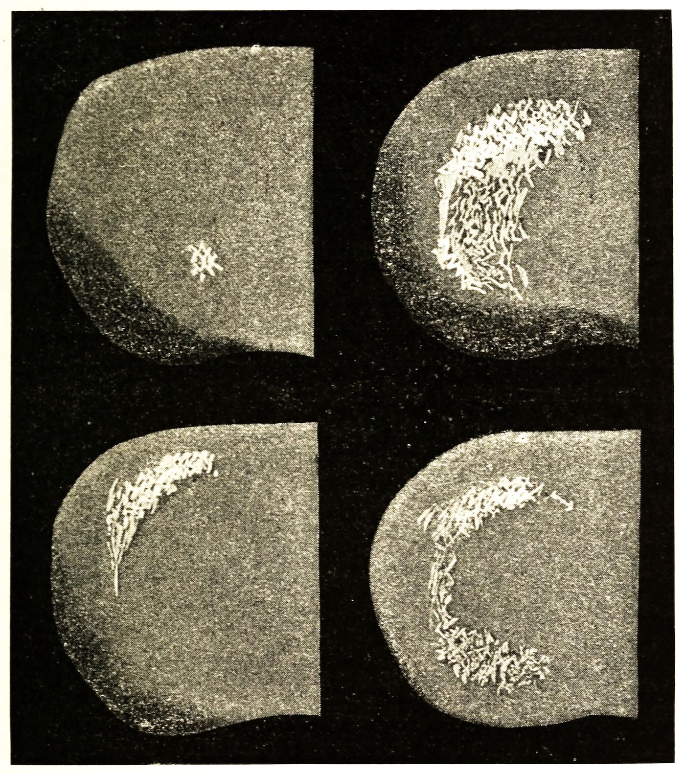 A grid of four panels showing microscopic images of a crescent-shaped cell or tissue sample with a growing network of filamentous structures.