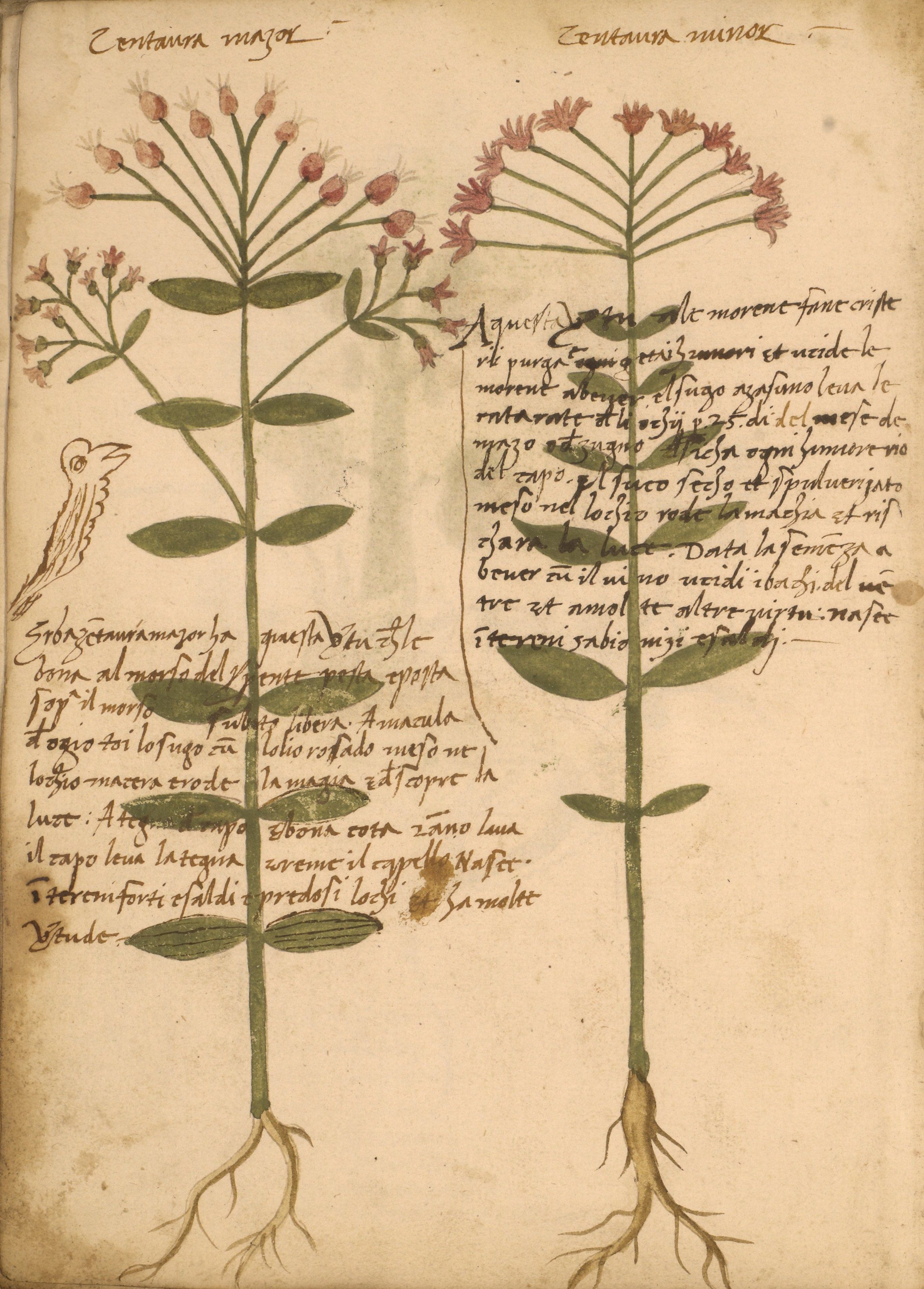 A vintage botanical illustration of a plant with handwritten text.