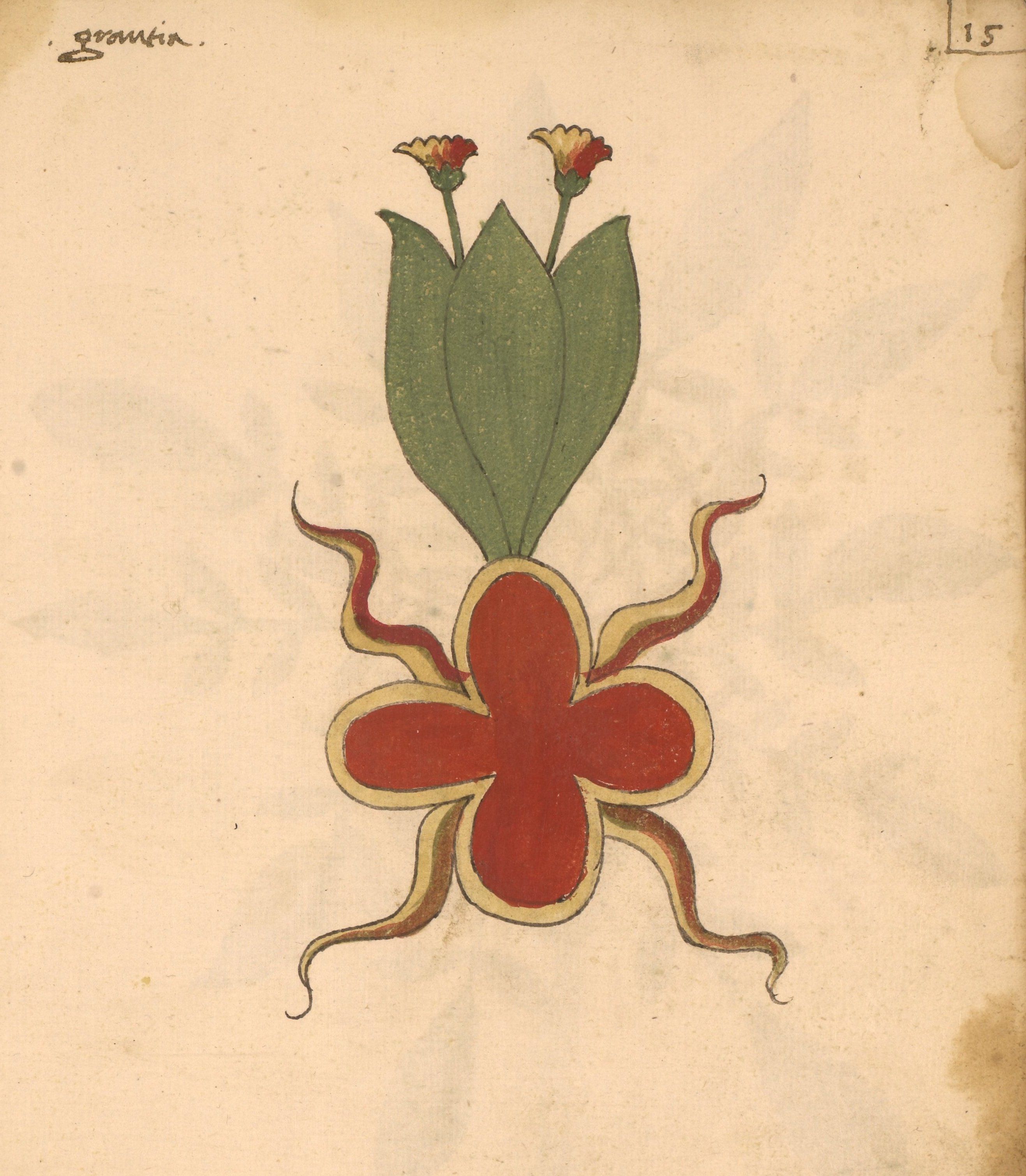 Vintage illustration of a red flower with green leaves and tendrils on a yellow background.