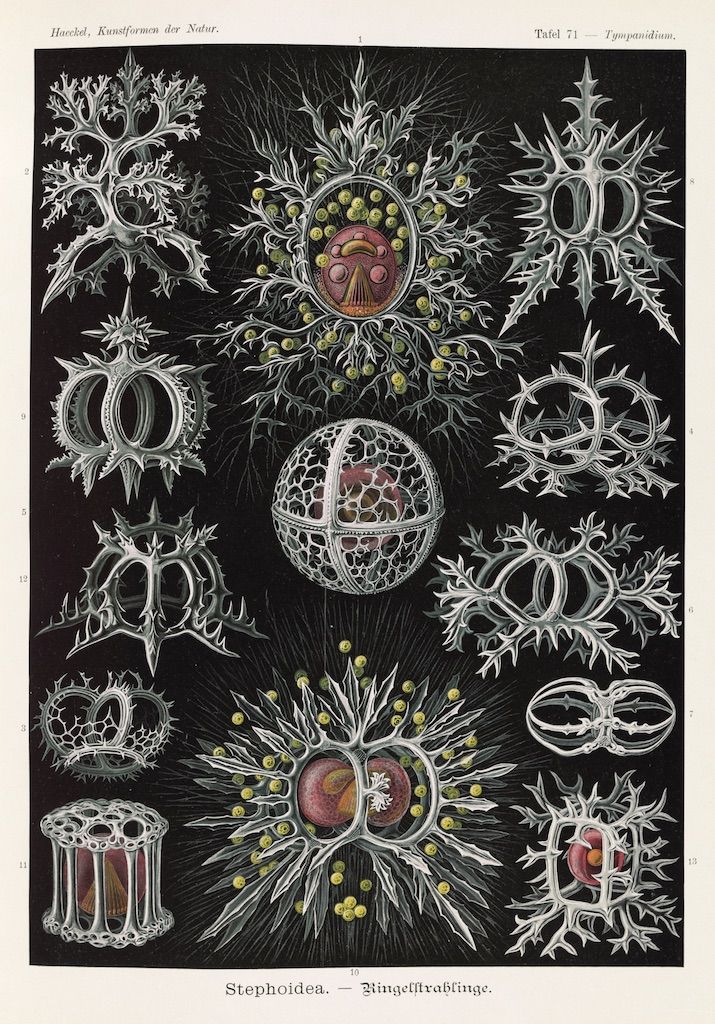 A vintage biological illustration from Ernst Haeckel's "Kunstformen der Natur", Plate 71, depicting "Typanidium" and labeled as "Stephoidea - Ringelfraßlinge". The illustration features a grid of 15 detailed drawings of marine organisms, likely radiates, with intricate patterns and ornate designs radiating from a central point.