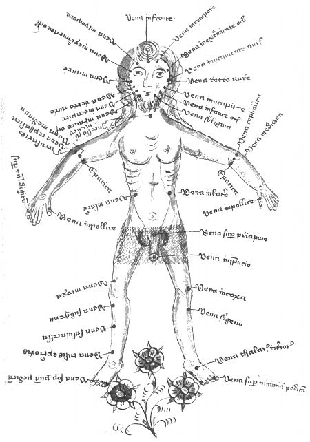 Historical anatomical illustration of a human body with labeled veins and decorative flowers.