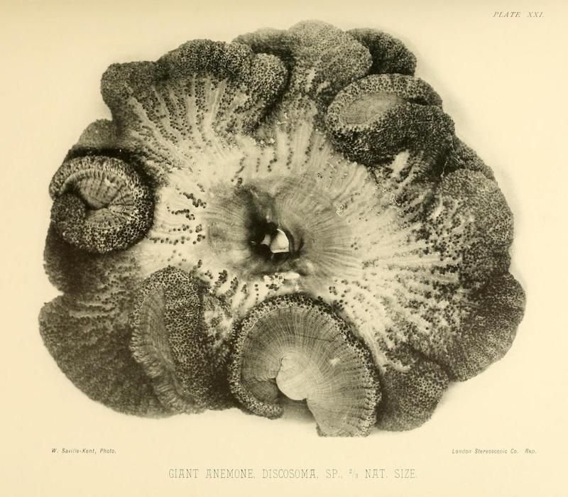 Vintage illustration of a giant anemone (Discosoma sp.) with densely packed tentacles and a central opening.