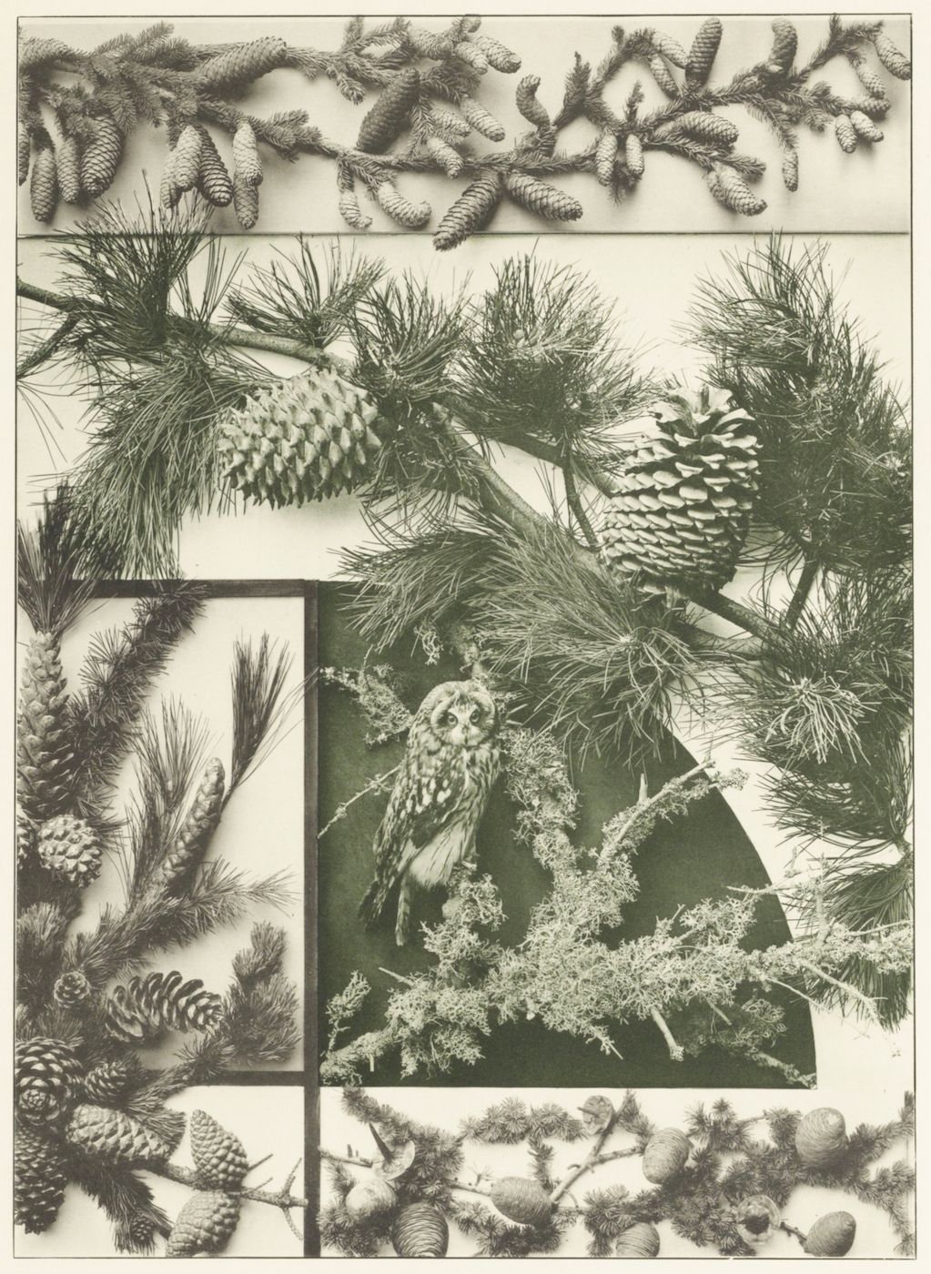 A black and white collage-style image featuring an owl perched among pine branches and cones, surrounded by smaller panels of pine cones and acorns.