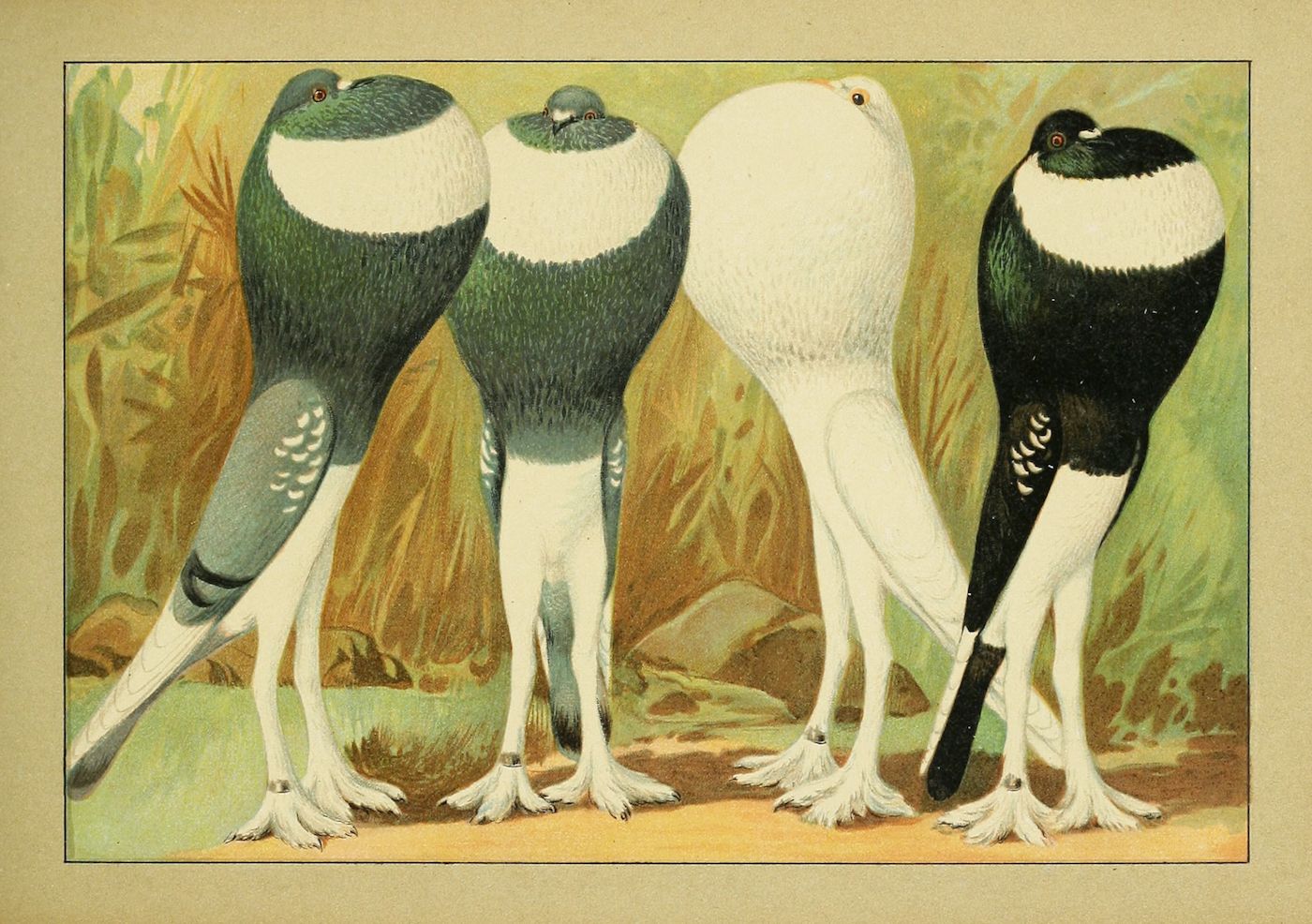 Vintage illustration of four pigeons with inflated crops, each with a different color pattern.