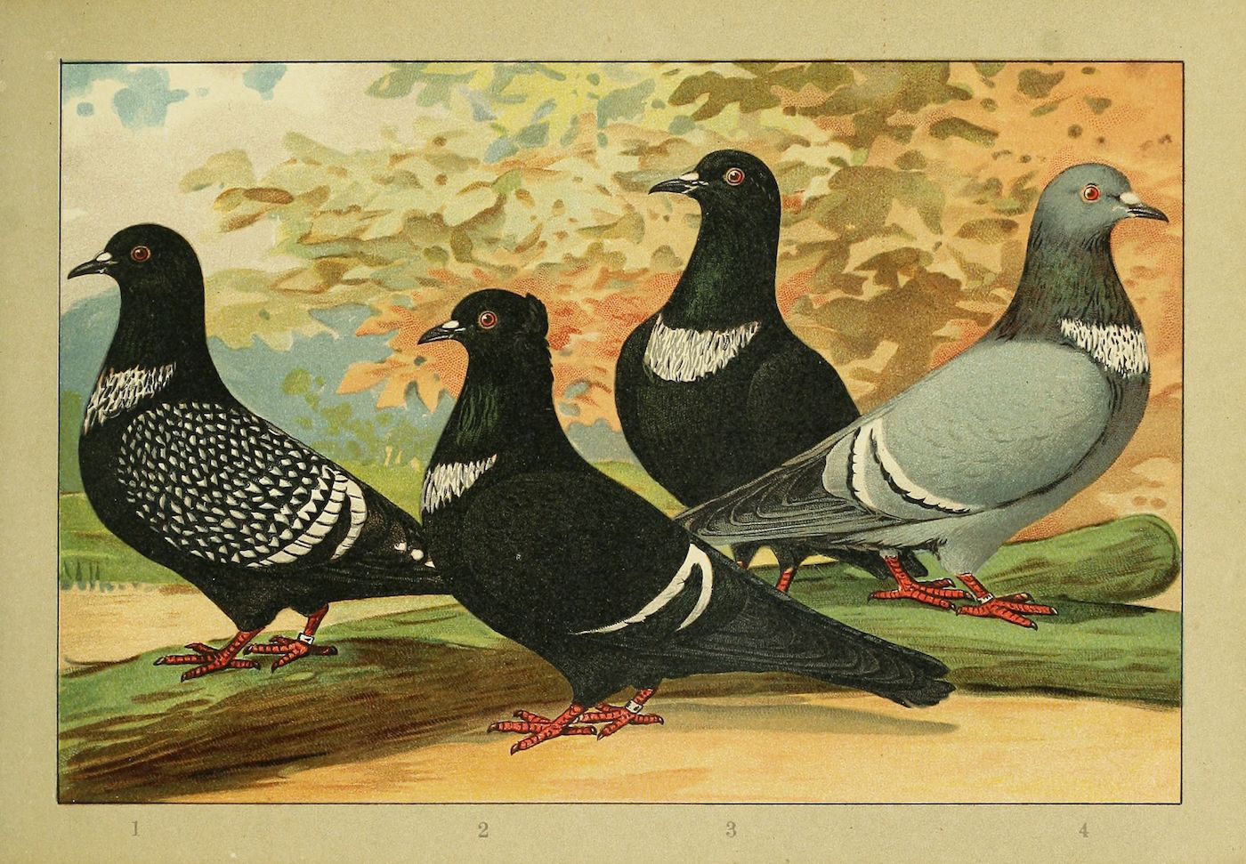 Vintage illustration of four pigeons with different plumage patterns standing on a reddish-brown ground.