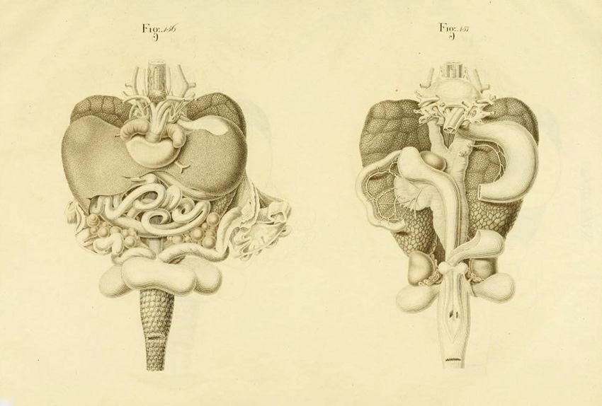 Vintage anatomical illustration of mammalian internal organs, including kidneys, ureters, bladder, and reproductive organs, rendered in a detailed hand-drawn style.