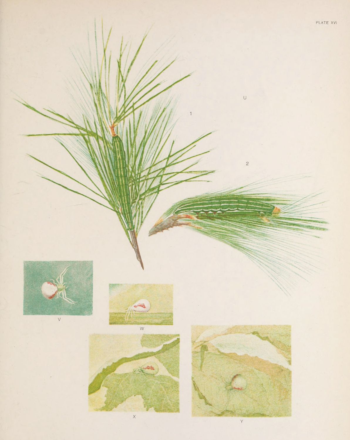 Vintage botanical illustration of a pine branch with four smaller illustrations of insects or spiders below.