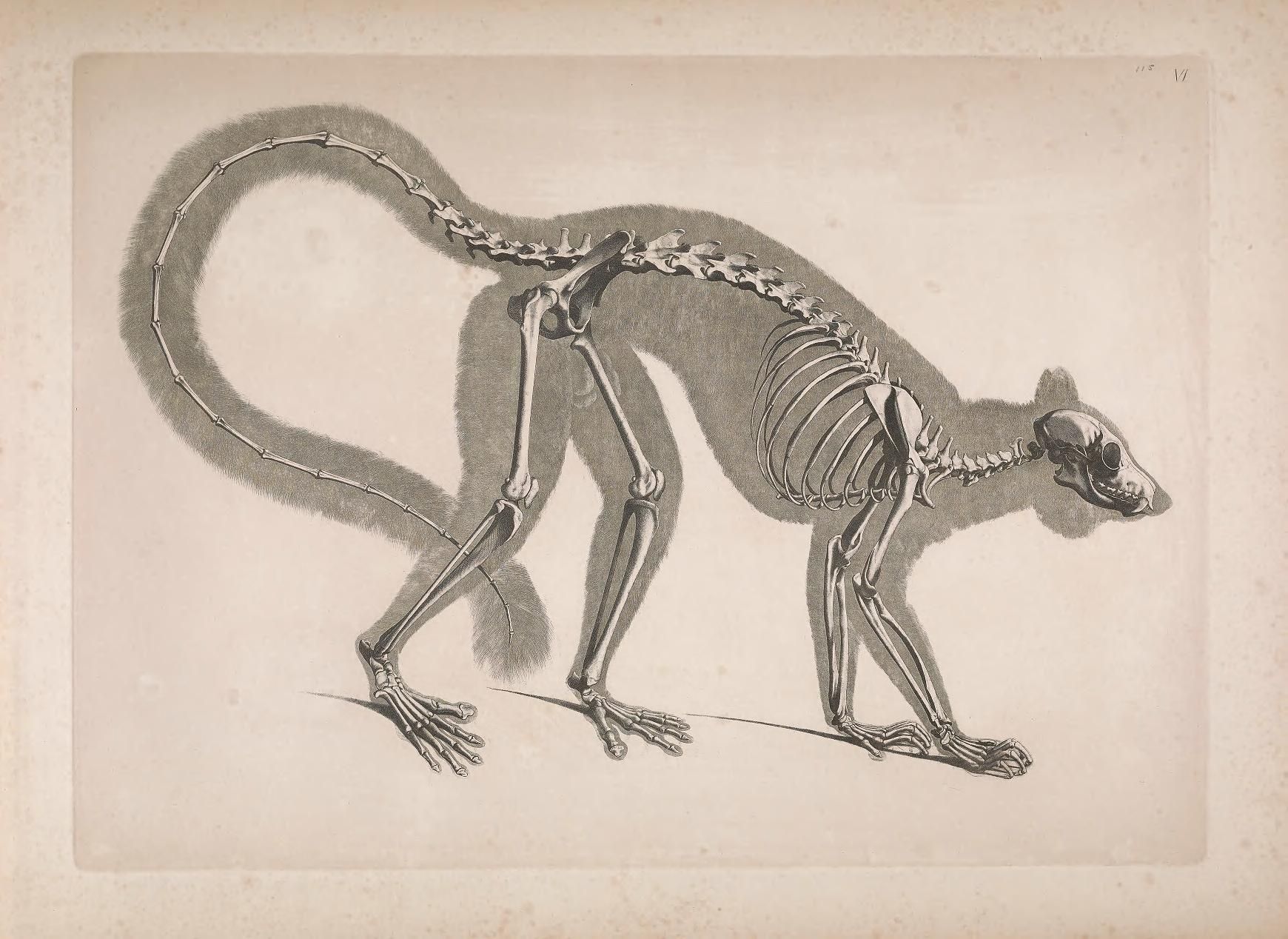 Vintage illustration of a monkey skeleton, detailed and scientifically accurate.