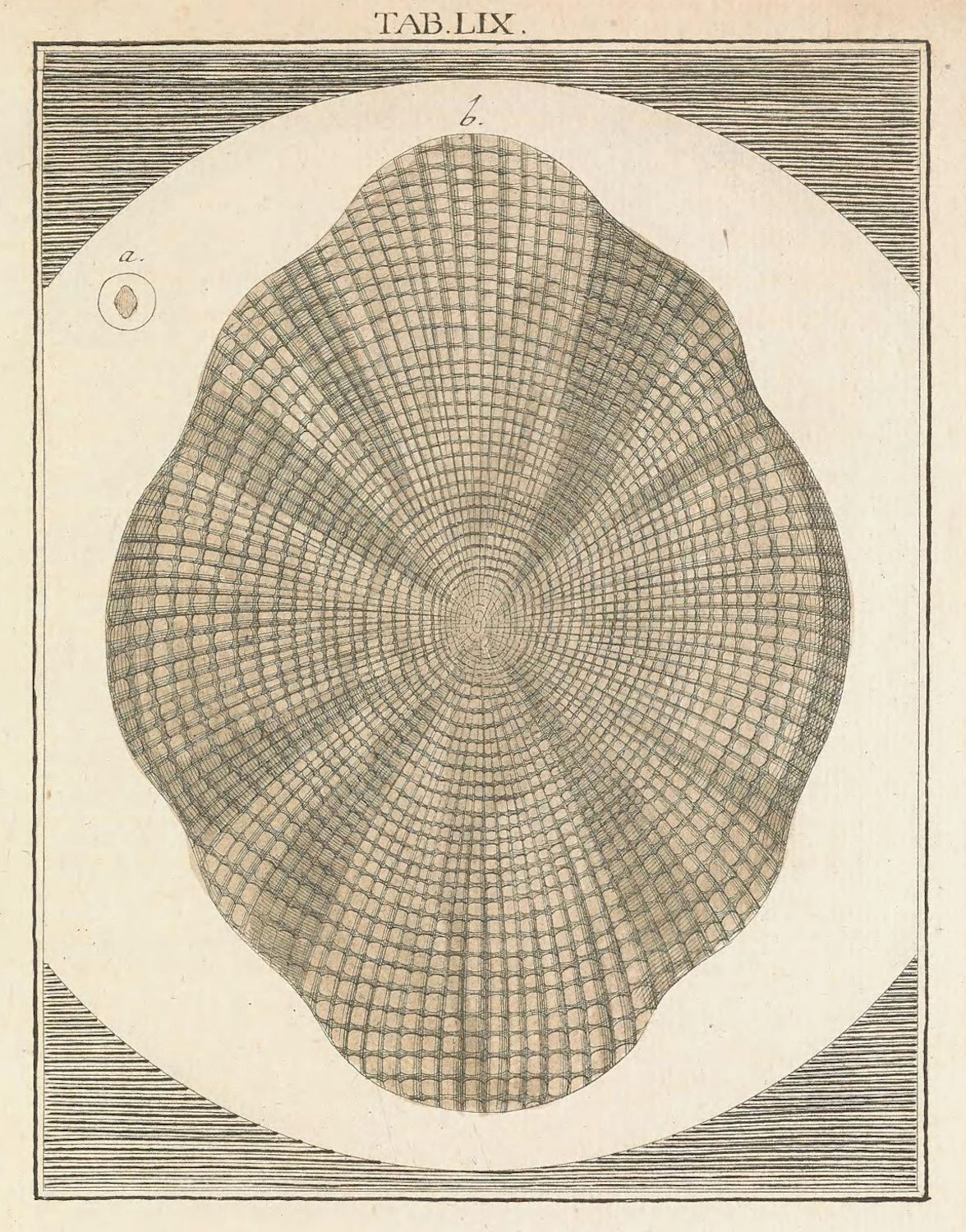 Vintage scientific illustration of a circular grid-like structure with labels and surrounding rectangles.