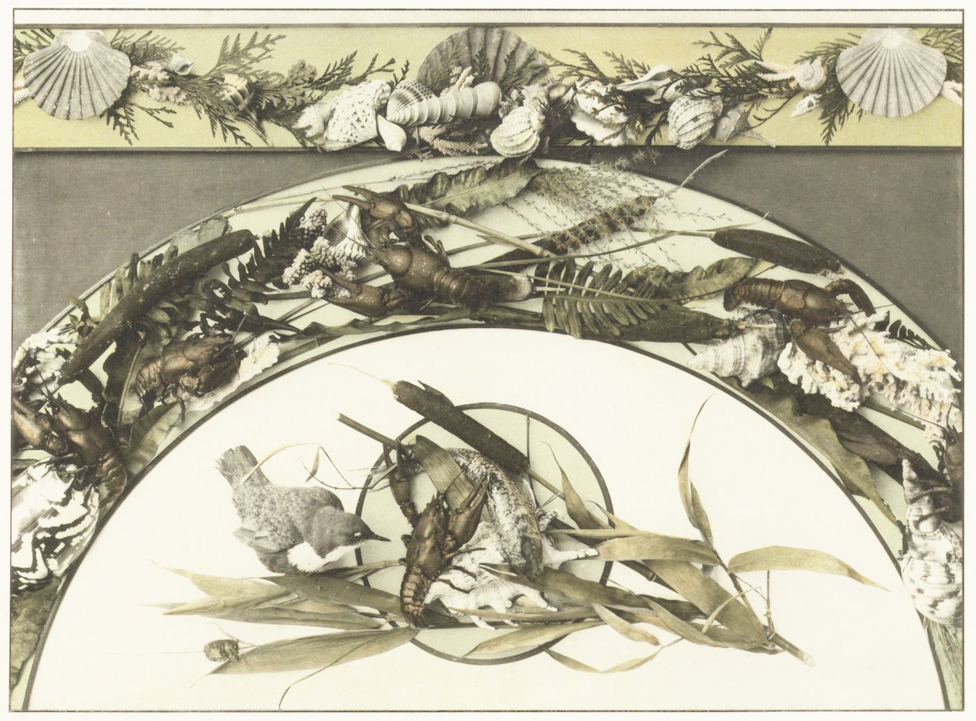 A sepia-toned botanical collage featuring shells, birds, plants, insects, and crustaceans arranged in a semi-circular composition.