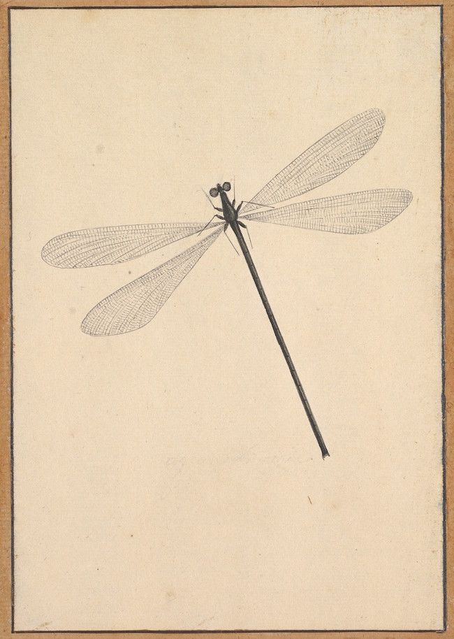 A vintage-style drawing of a dragonfly on cream-colored paper with a dark border.