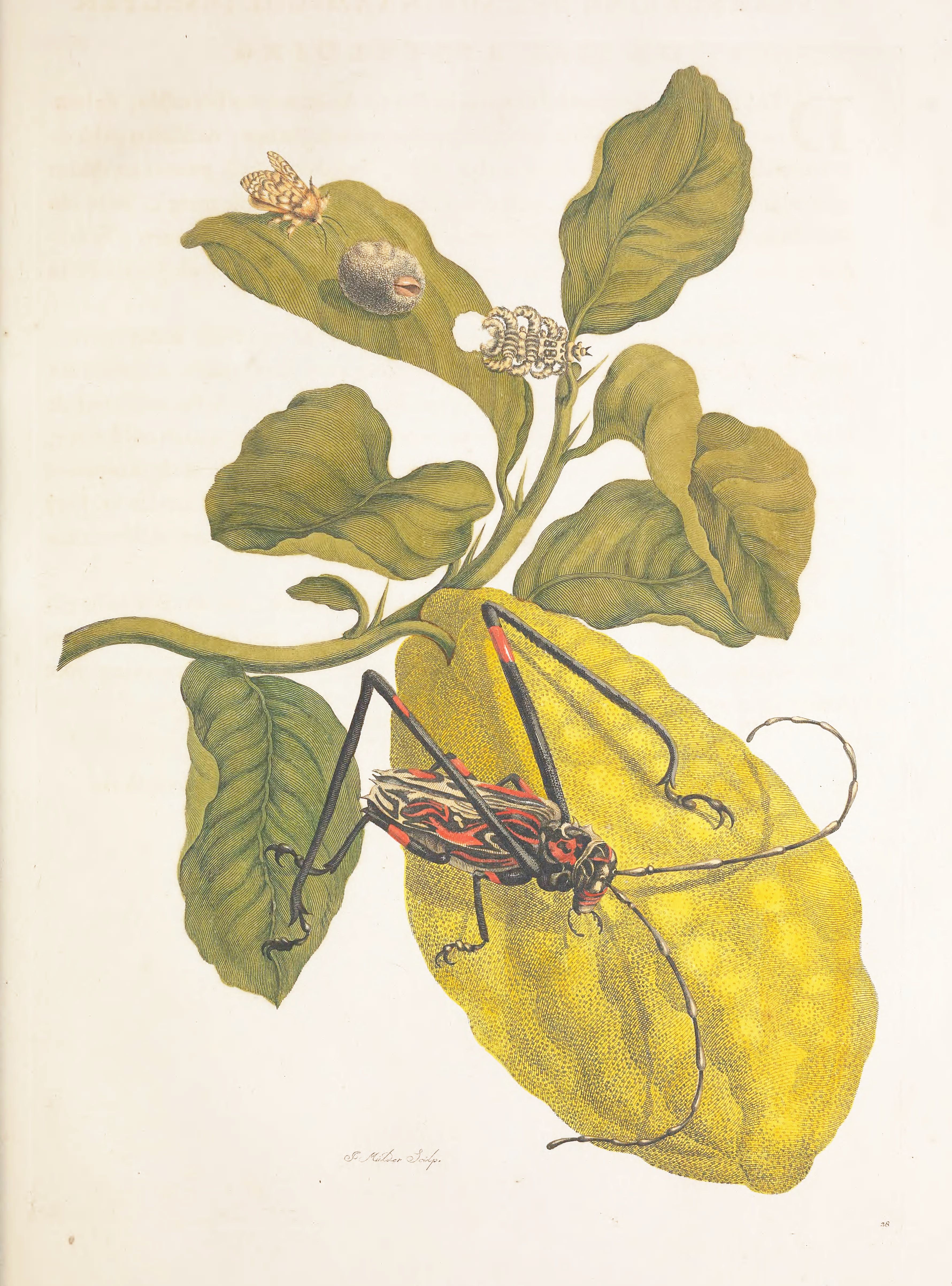 Vintage botanical illustration of a red and black insect on a yellow plant with broad leaves.