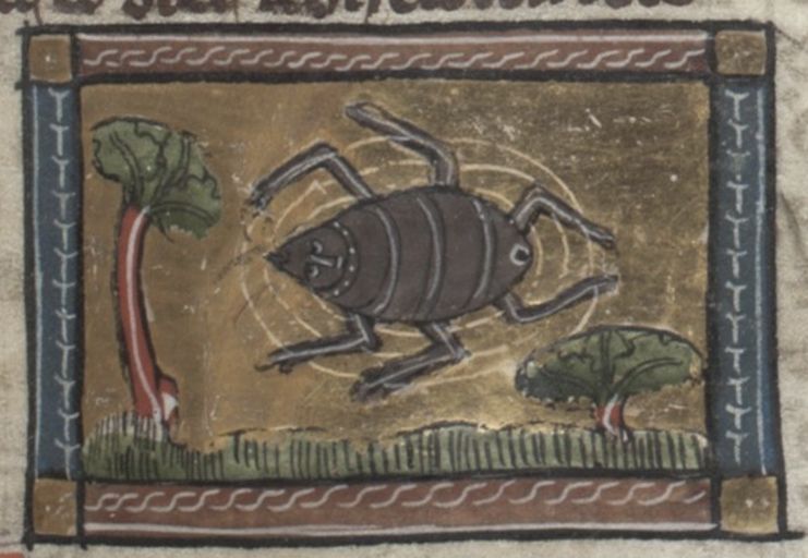 Medieval illustration of a large flea leaping across grass with plants on either side, framed by a decorative border.