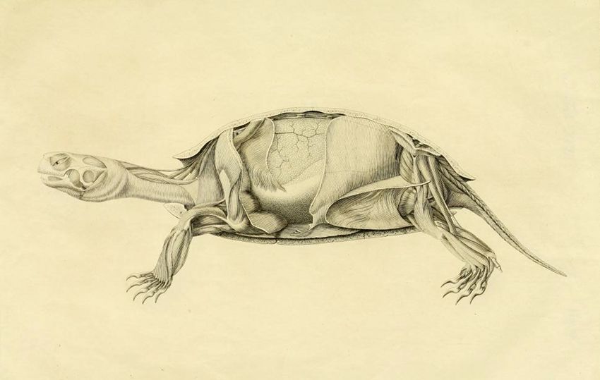 Vintage anatomical illustration of a turtle with its shell partially removed to reveal its musculature and internal structure.