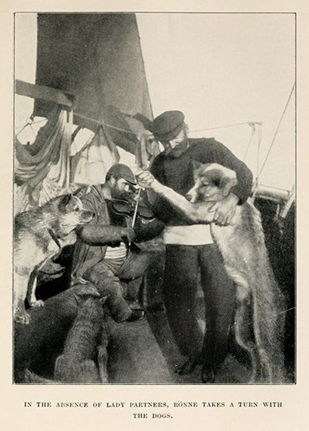 A vintage black and white photograph of two men and several large, fluffy dogs on the deck of a ship.