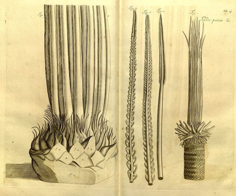Vintage botanical illustration of a plant with detailed drawings of its leaves, stem, and roots.